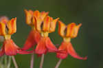 Fewflowered milkweed